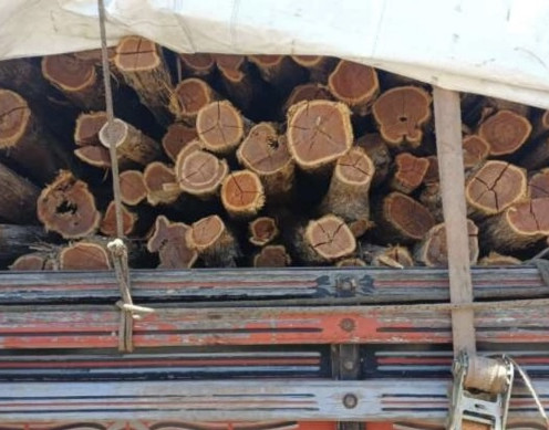 Ibama destina madeira apreendida para uso educacional no IFPI de Oeiras