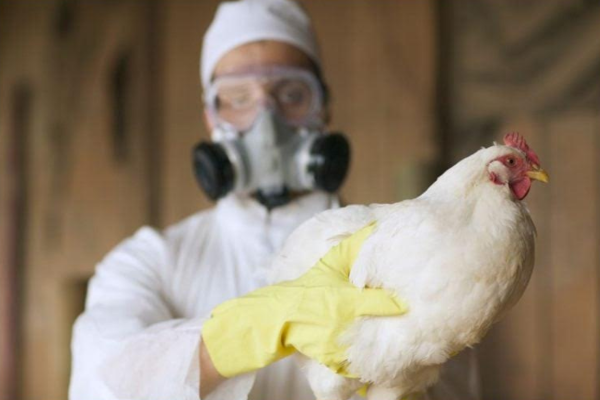 Cientistas demonstram preocupação com a disseminação global da gripe aviária
