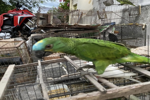 Polícia resgata 70 animais silvestres mantidos em cativeiro no Norte do Piauí