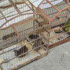 Vinte nove aves silvestres mantidas em cativeiro ilegal sao aprendidas em União