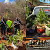 Homem é preso  por manter plantação de maconha em casa na cidade de São Raimundo Nonato