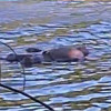 Corpo de homem é encontrado boiando no Rio Poti na zona Leste de Teresina