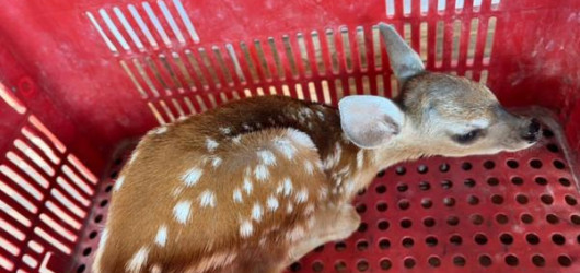 PM resgata filhote de cervo no Piauí e leva animal para cuidados em Teresina