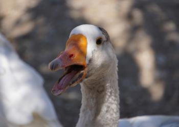 O foie gras entrou em pauta no país da feijoada