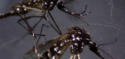 Piauí entra em alerta com avanço da dengue e alta de mortes no primeiro semestre