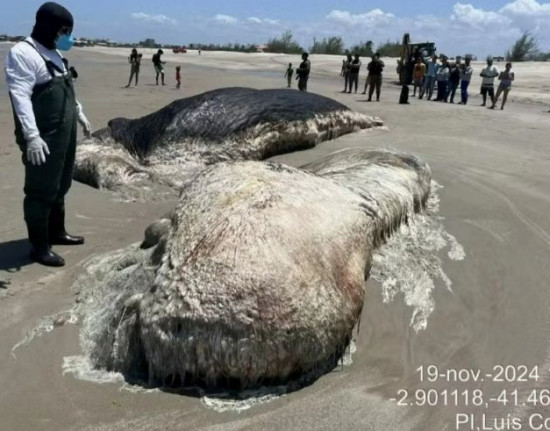 Baleia-cachalote é encontrada morta na Praia de Maramar, em Luís Correia