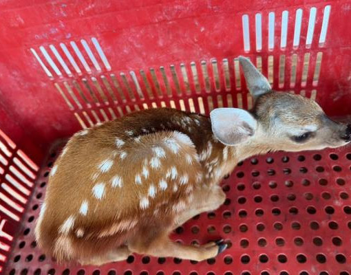 PM resgata filhote de cervo no Piauí e leva animal para cuidados em Teresina