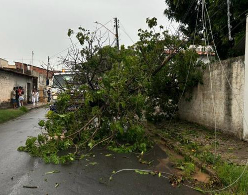 Temporal derruba árvore e suspende atendimentos em UBS dos Três Andares