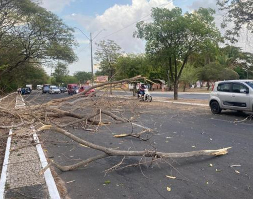 Árvore cai na Avenida Maranhão e bloqueia faixa da via na zona Norte de Teresina