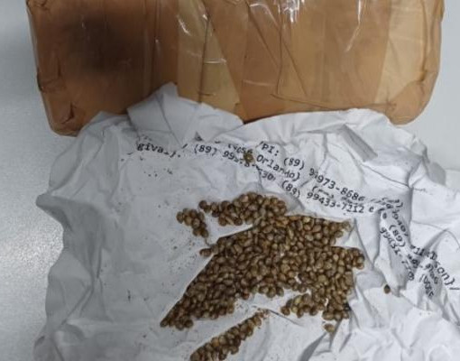 PRF encontra sementes de maconha escondidas em carro e prende suspeitos no Piauí