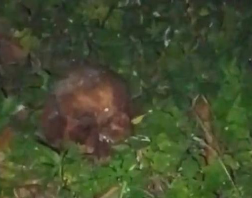 Crânio humano encontrado perto de cemitério na zona Norte
