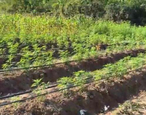 Polícias do Piauí, MA e PE destroem roça de maconha em área isolada