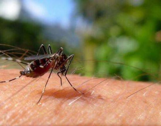 Aumenta o número de mortos por dengue no Piauí: Sesapi registra 18 óbitos