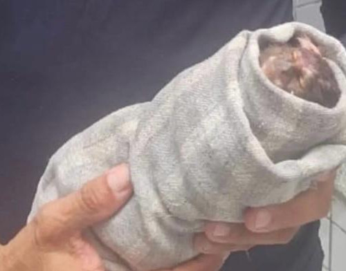 PM prende suspeito de caça ilegal em área ilegal na Floresta Fóssil em Teresina