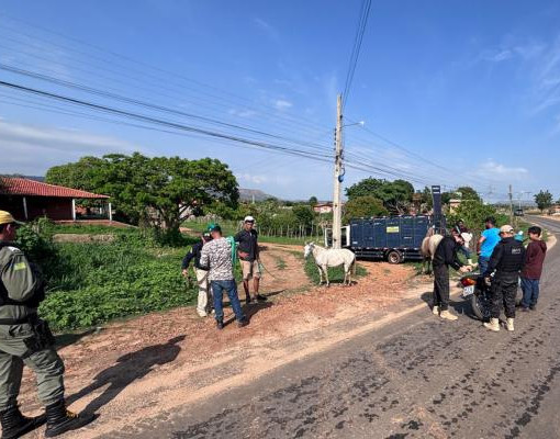 Operação recolhe animais de rodovias em Amarante e cinco pessoas são detidas
