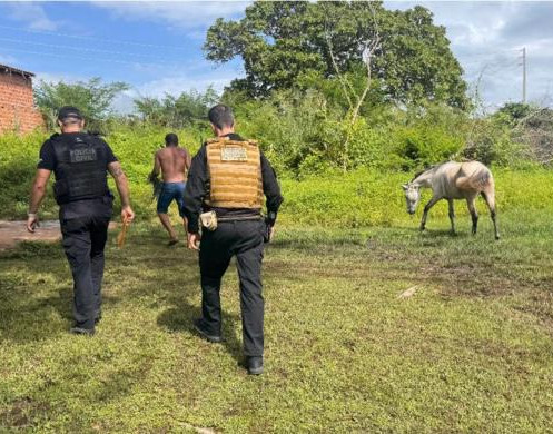 Operação Porteira Fechada combate circulação de animais soltos e acidentes em Floriano