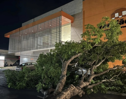 Queda de árvore provoca queda de energia e danos a veículos em Teresina