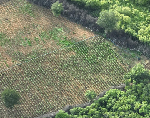 Três suspeitos são presos em plantação de maconha gigante em Avelino Lopes
