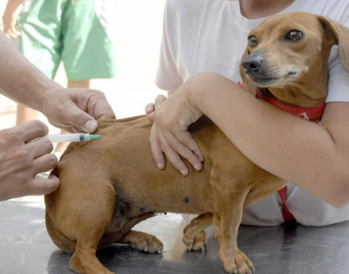 Vacinação antirrábica em Teresina será nos dias 22 e 29 de novembro, veja os locais