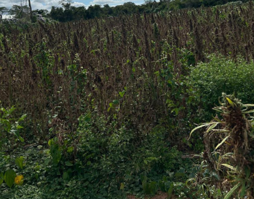 PF desmonta estrutura usada para produção de maconha no interior do estado