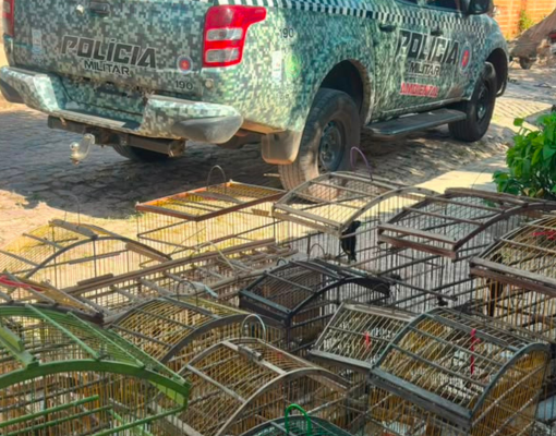Denúncia leva PM a resgatar 16 aves silvestres mantidas em gaiolas no povoado Boa Hora