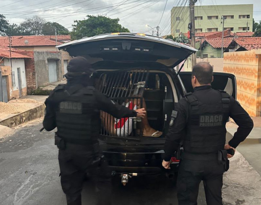 Operação Chip Falso prende 10 suspeitos de golpes eletrônicos em Teresina