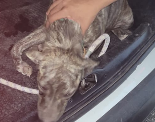 Suspeito é preso por maus-tratos após agredir cadela com pedaço de madeira em Teresina