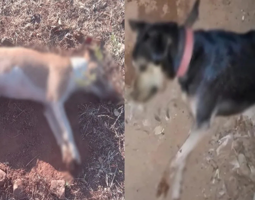 Suspeita de envenenamento: quatro cães são encontrados mortos em zona rural de Oeiras