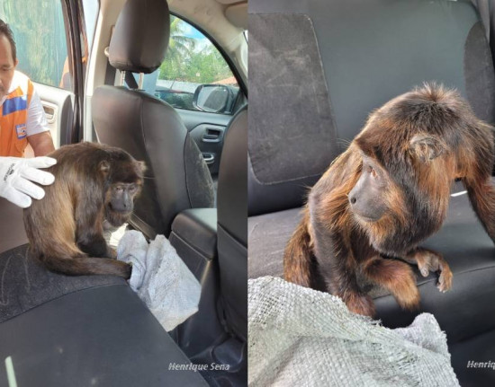 Macaco Bugio ferido é resgatado em Campo Maior