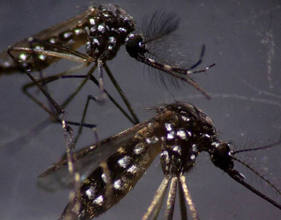 Caso de dengue tipo 3 é registrado em Teresina após mais de uma década