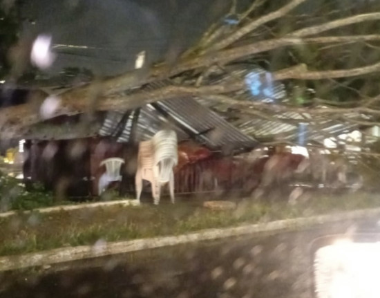 Chuva derruba árvore sobre trailer e alaga ruas e avenidas em Teresina