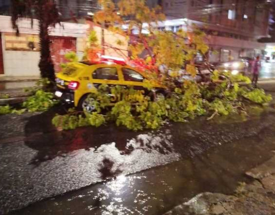 Temporal causa queda de árvores em Teresina