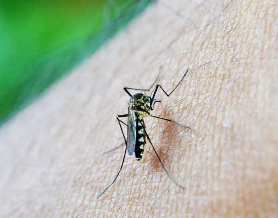 Mulher de 49 anos morre de dengue em Teresina e Piauí soma 5 óbitos