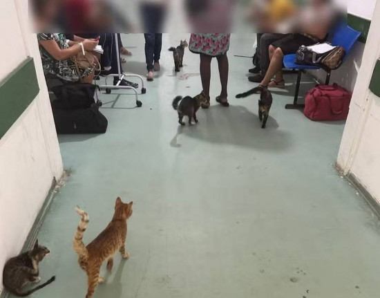 CRM denuncia infestação de gatos e superlotação no Hospital Regional Tibério Nunes