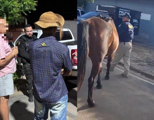 Mais de dez animais são retirados de estrada em São Raimundo Nonato