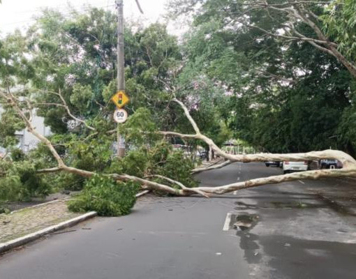 Árvore cai após chuva e bloqueia Avenida Maranhão em Teresina