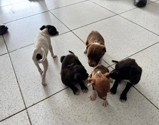Filhotes são encontrados em abandono e resgatados após denúncia no Piauí