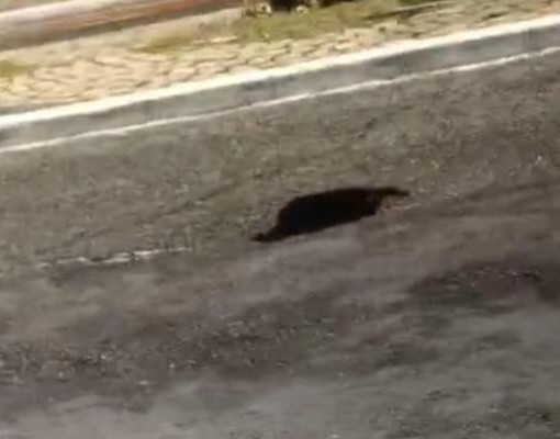 Trecho da Av. Raul Lopes é isolado após erosão abrir buraco na pista