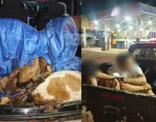 Quatro pessoas são presos após furto de bodes na zona rural de José de Freitas