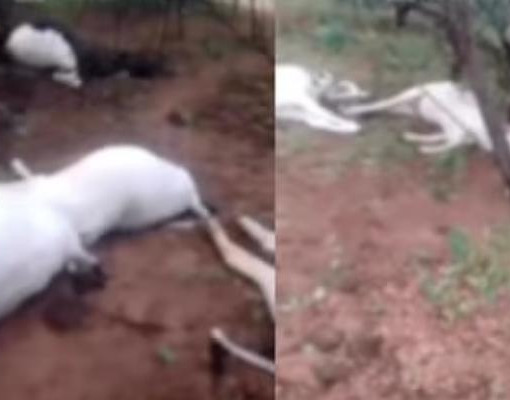 Oito animais morrem após raio atingir propriedade rural no interior do Piauí