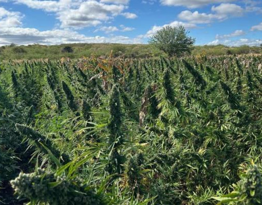 Polícia Federal destrói plantação de maconha e prende oito pessoas no interior do Piauí