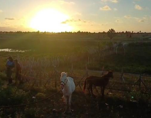 Operação remove quase cem animais das vias e alerta para risco de acidentes