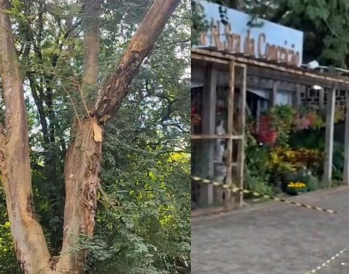 Calçada é isolada em Teresina após vistoria apontar risco de queda de galho