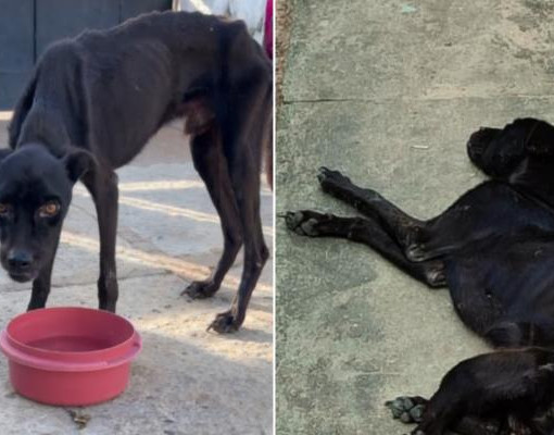 Mulher é presa após cachorro ser resgatado em estado grave de maus-tratos em Parnaíba