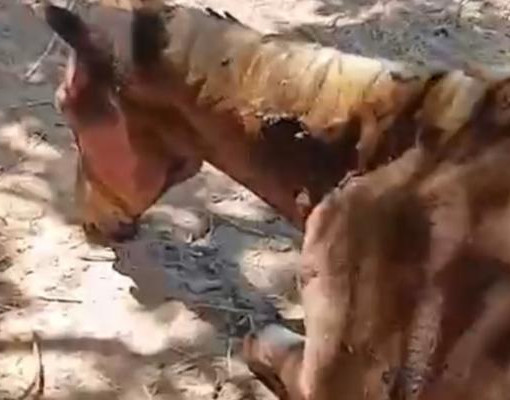 Dois cavalos são queimados e resgatados durante incêndio que atingiu Oeiras