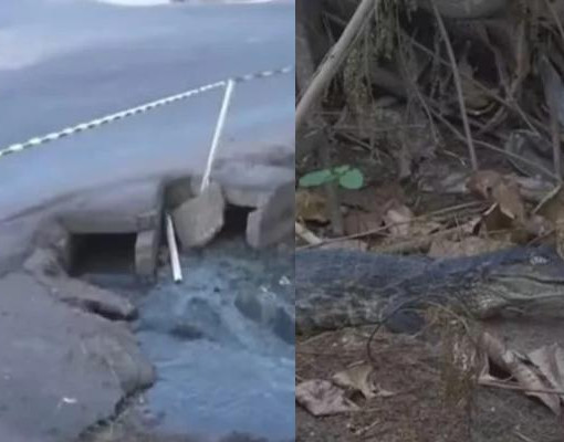 Calçada é interditada após risco de acidentes e alerta sobre jacarés em Teresina