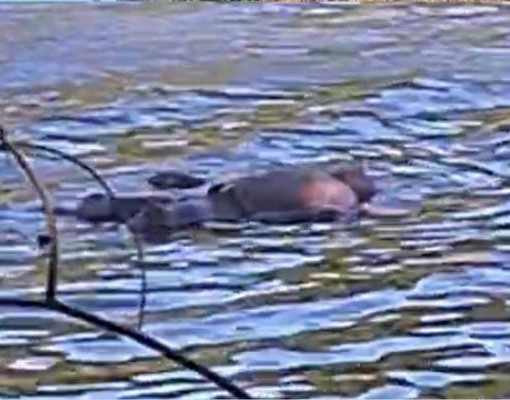 Corpo de homem é encontrado boiando no Rio Poti na zona Leste de Teresina