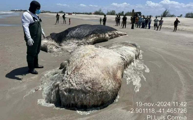 Baleia-cachalote é encontrada morta na Praia de Maramar, em Luís Correia