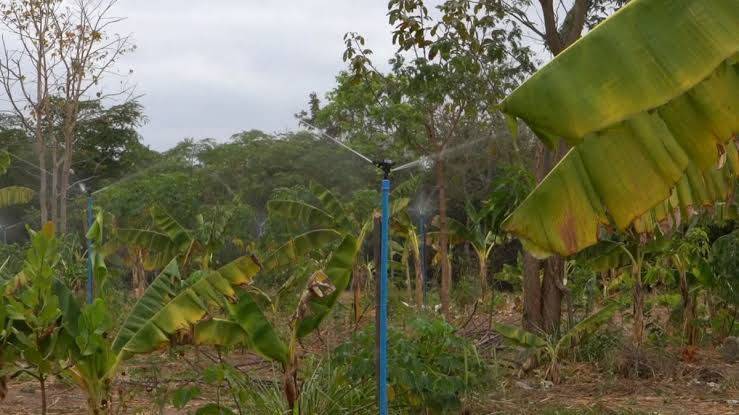 SAF entrega kits de irrigação e máquinas agrícolas para 19 municípios nesta segunda (4)