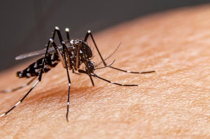 Homem de 65 anos é a 6ª vítima fatal da dengue no Piauí em 2024